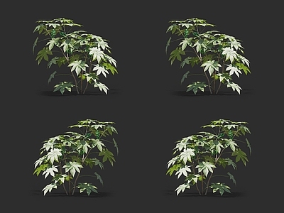 蓖麻 大麻子 灌木