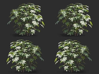 蓖麻 大麻子 灌木