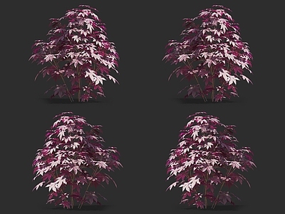蓖麻 大麻子 灌木