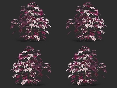 灌木 蓖麻 大麻子