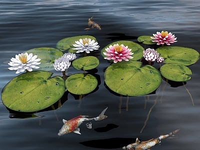 水生类 莲花