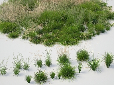 植物 野青茅大星芹