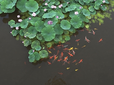 水生植物 莲花 荷花 锦鲤