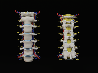 颈椎椎神经 颈椎解剖模型 脊椎颈椎 脊梁骨 人体骨骼 人体骨架 人体结构