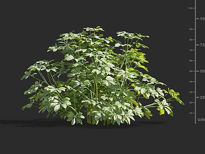 灌木 辐叶鹅掌柴 大叶伞 澳洲伞树