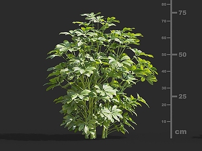 灌木 辐叶鹅掌柴 大叶伞 澳洲伞树