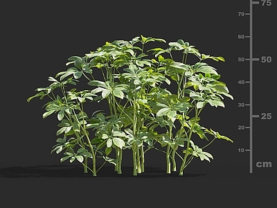 灌木 辐叶鹅掌柴 大叶伞 澳洲伞树