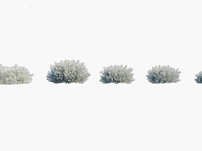 灌木 鳞叶菊