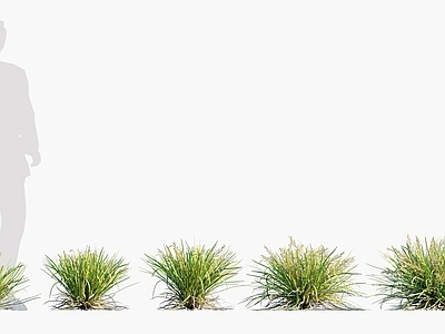灌木 多须草