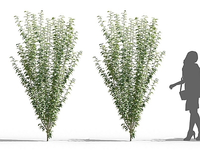 现代木槿花 树灌木小乔木