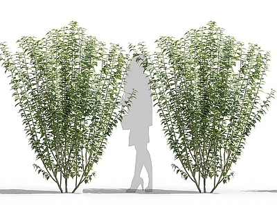 现代木槿花 景观树庭院灌木小乔木