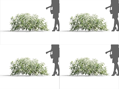 现代水麻