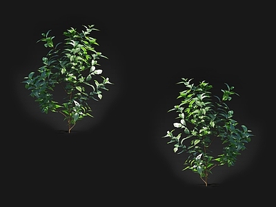 大叶女贞 常绿大灌木 绿篱