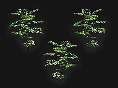 乔木 楝树