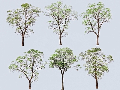 乔木 乌桕树 朴树
