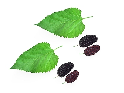 水果蔬菜 桑葚