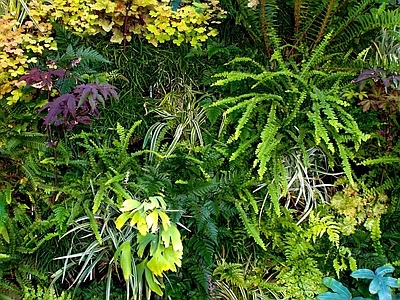 绿植墙 装饰墙 景观绿化墙