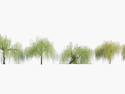 乔木 柳树
