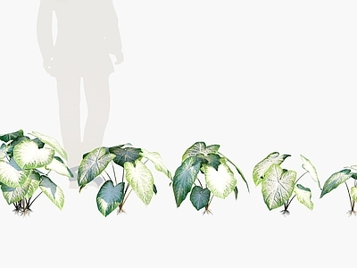 彩叶芋
