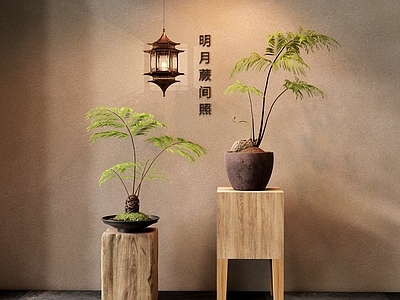 侘寂蕨类盆景 木墩