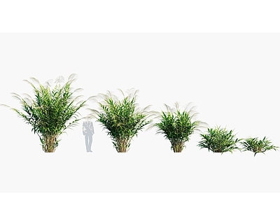 现代 粽叶芦 园林花卉