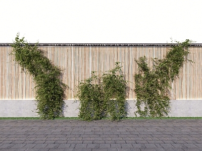 藤本植物 金银花 爬藤 庭院景墙 墙