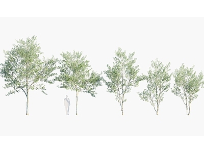 现代 银白杨 乔木街道树