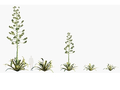 现代 黄心龙舌兰 花卉 沙漠景观植物