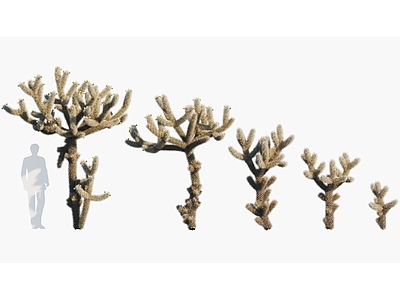 现代 泰迪熊仙人掌 沙漠植物