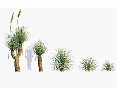 现代 猬丝兰 沙漠植物