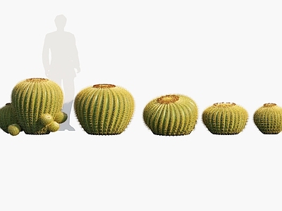 现代 金琥 仙人球 沙漠植物
