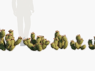现代 福桂树 小松树 福奎利 沙漠植物
