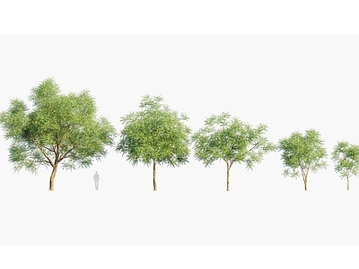 印楝 印度植物乔木街道树
