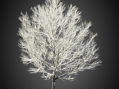 冰雪树 积雪树 冬季树