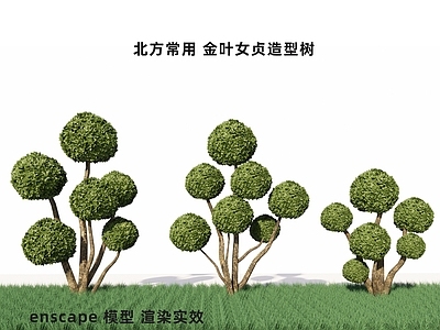 女贞球 女贞造型树 造型树 球