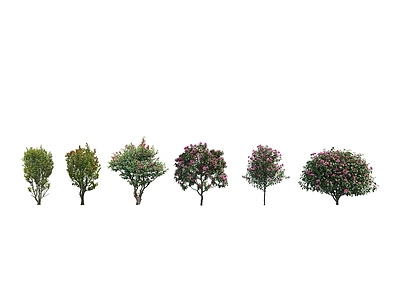 2D现代灌木 山茶 茶梅 茶花树