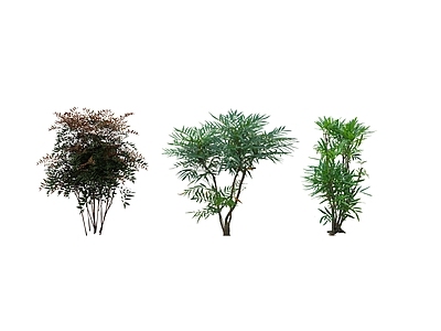 灌木 南天竹