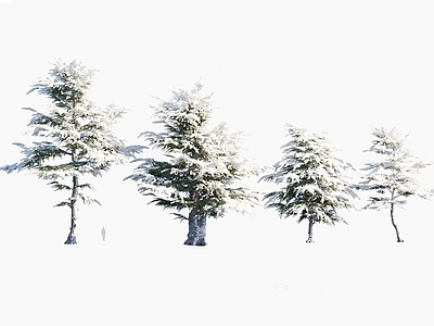 香柏木 积雪冬季树