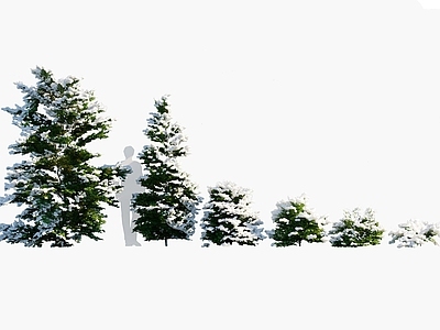 孔雀柏 积雪冬季树