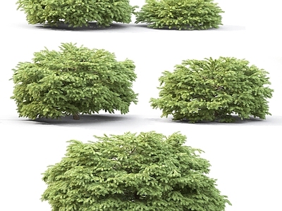 现代灌木 乔木