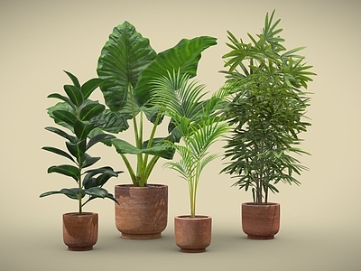 现代室内盆栽 植物组合