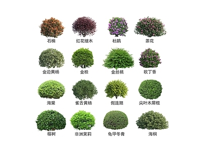 现代景观灌木 灌木球