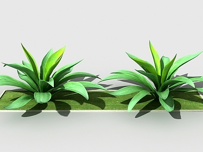 现代植物