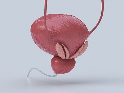 膀胱 前列腺 解刨 解剖 医学 生物学 科研 科普 医学 解刨学