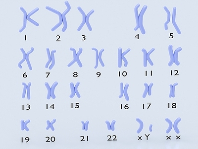 染色体 解刨 解剖 医学