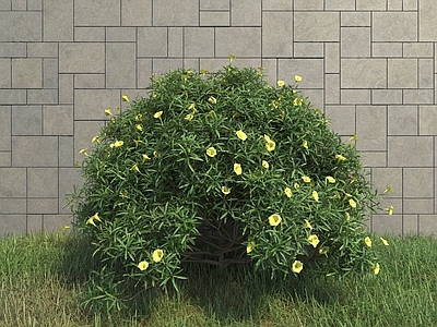 灌木丛 夹竹桃
