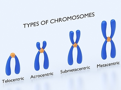 染色体 DNA 解剖 医学 生物学 科研 科普 医学 解剖学