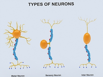 神经元 神经系统 解剖 医学 生物学 科研 科普 医学 解剖学