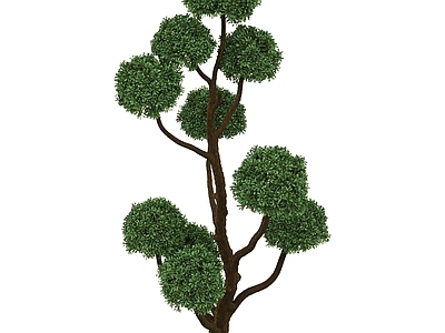 女贞灌木球