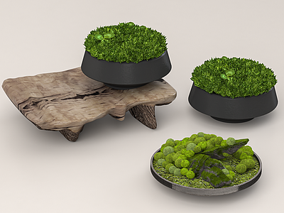 苔藓盆景 园林 盆景 植物